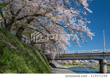 Cherry blossoms blooming along the Kamo River in Kyoto Cherry blossoms blooming along the Kamo River in Kyoto 113571194