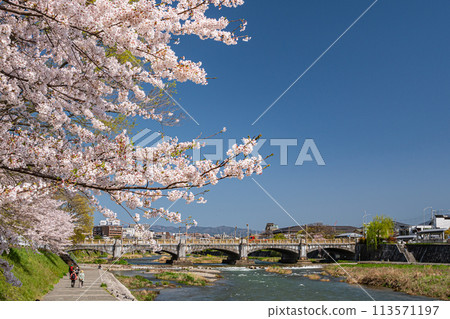 Cherry blossoms blooming along the Kamo River in Kyoto Cherry blossoms blooming along the Kamo River in Kyoto 113571197