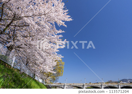 Cherry blossoms blooming along the Kamo River in Kyoto Cherry blossoms blooming along the Kamo River in Kyoto 113571204