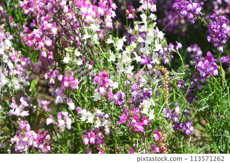 Linaria(Hime金魚) Linaria(Hime金魚) 113571262