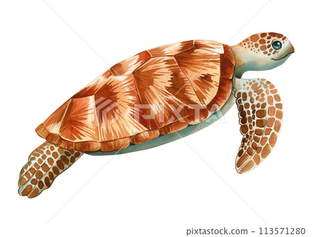 Watercolor realistic Sea Turtle on isolated white background, watercolor illustration. Closeup Hand drawn illustration 113571280