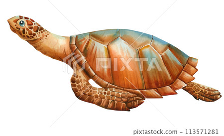 Watercolor realistic Sea Turtle on isolated white background, watercolor illustration. Closeup Hand drawn illustration 113571281
