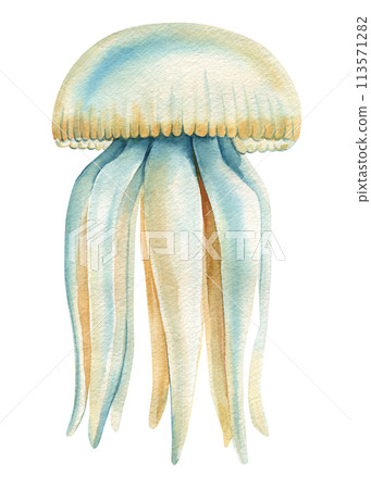 jellyfish on an isolated white background, watercolor hand drawing painting, exotic jellyfish summer sea clipart 113571282