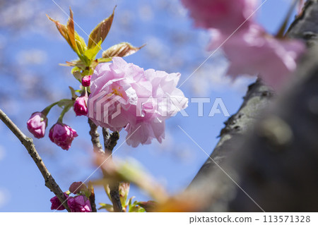 八重櫻開始綻放 113571328