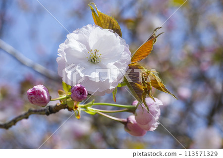 八重櫻開始綻放 113571329