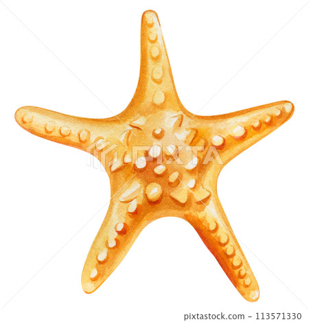 Starfish on isolated white background, watercolor illustration seashell hand drawing painting, summer sea clipart 113571330