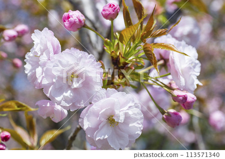 八重櫻開始綻放 113571340