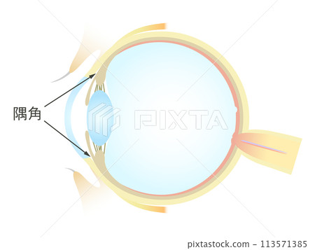 眼睛的垂直橫切面 113571385