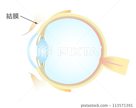 Vertical section of the eye Conjunctiva 113571391