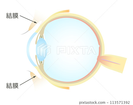 Vertical section of the eye Conjunctiva 113571392
