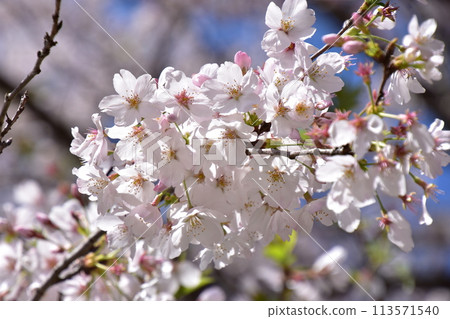 發光在春天藍天的櫻花 113571540