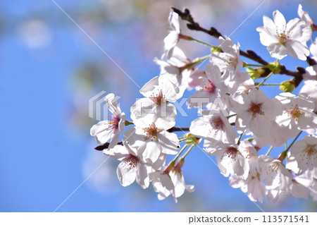 Sakura that shines in the blue sky 113571541
