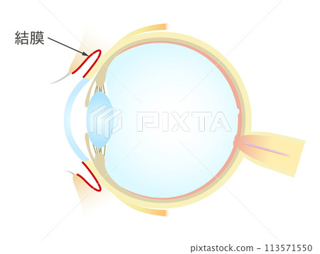 Vertical section of the eye Conjunctiva 113571550