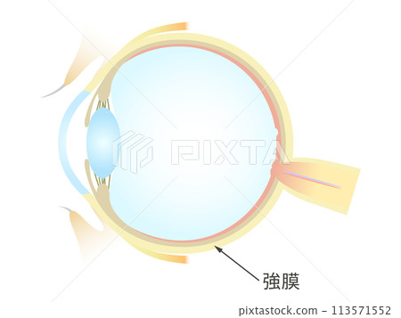 眼睛鞏膜的垂直橫截面 113571552