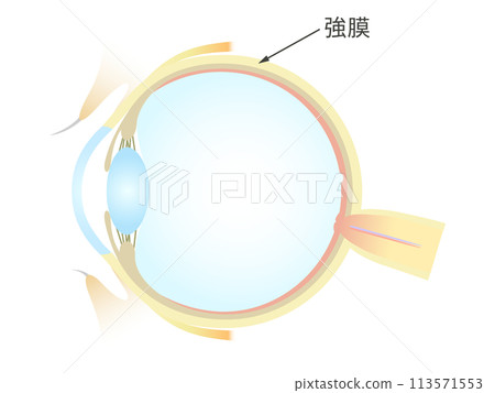 眼睛鞏膜的垂直橫截面 113571553