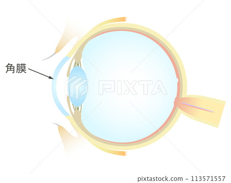 Vertical section of the eye Cornea 113571557