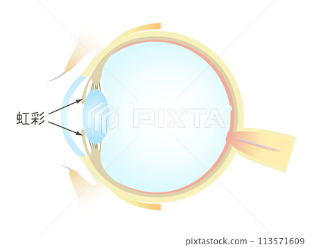 眼睛虹膜的垂直橫切面 113571609