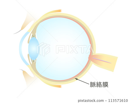 Vertical section of the eye Choroid 113571610