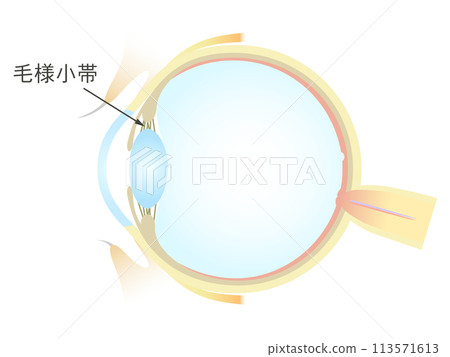 Vertical section of the eye Ciliary corpuscle 113571613