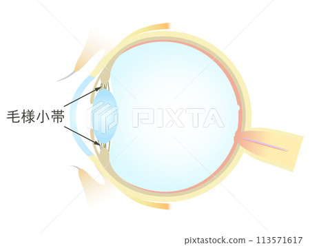 Vertical section of the eye Ciliary corpuscle 113571617