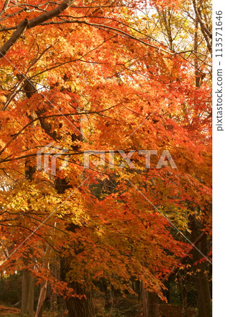 Autumn leaves Autumn leaves 113571646