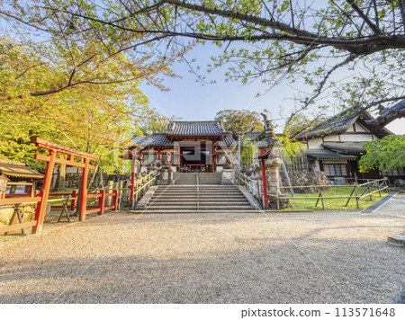 Himuro Shrine's four-legged gate and deer Himuro Shrine's four-legged gate and deer 113571648