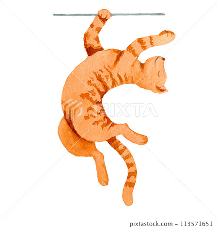 Circus cat hanging on a rope, hand drawn watercolor illustration isolated on the white background 113571651