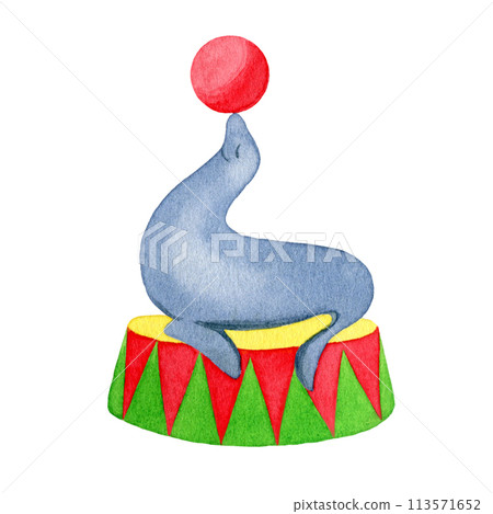 Circus seal playing a ball, hand drawn watercolor illustration isolated on the white background 113571652