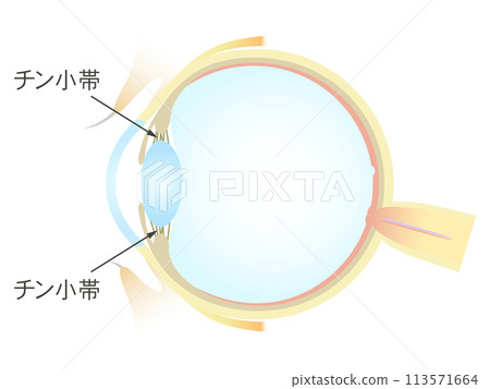 眼睛下巴繫帶的垂直橫斷面 113571664
