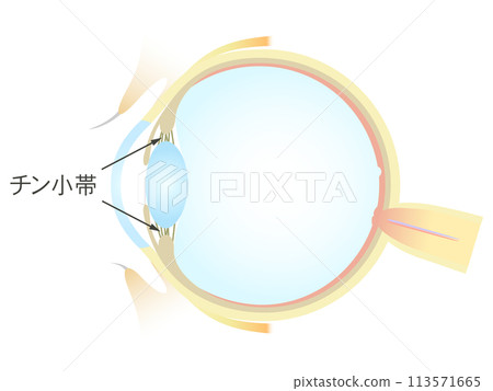 Vertical section of the eye Zonule of Zinn 113571665