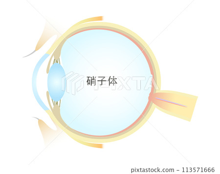 眼睛玻璃體的垂直橫截面 眼睛玻璃體的垂直橫截面 113571666