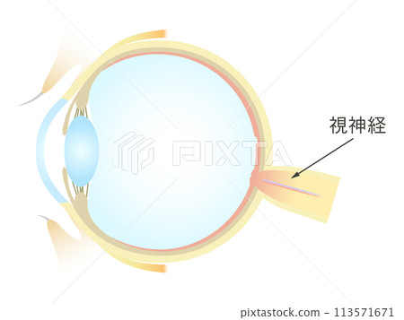 眼睛視神經的垂直橫切面 113571671