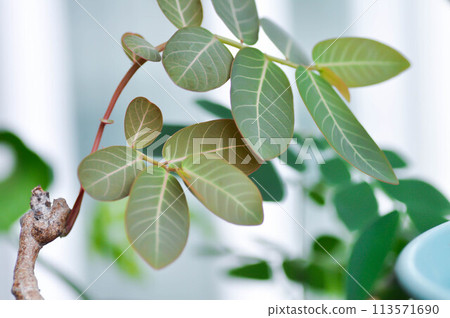 Phyllanthus mirabilis , Phyllanthaceae or Phyllanthus 113571690