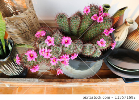 Mammillaria Beneckei or Beneckes Pincushion Cactus or Mammillaria spinosissima or Spiny Pincushion Cactus with pink flower Mammillaria Beneckei or Beneckes Pincushion Cactus or Mammillaria spinosissima or Spiny Pincushion Cactus with pink flower 113571692