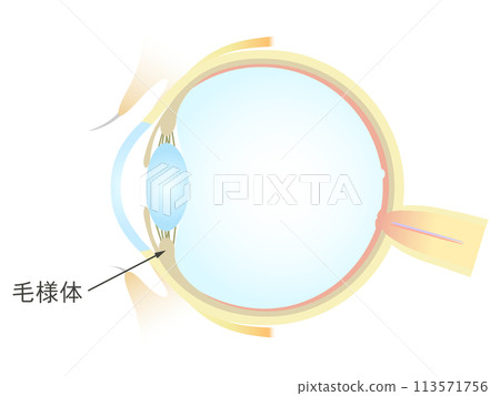 Vertical section of the eye Ciliary body 113571756