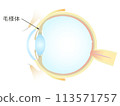 Vertical section of the eye Ciliary body 113571757