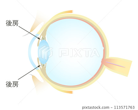 眼睛後房的垂直橫切面 眼睛後房的垂直橫切面 113571763