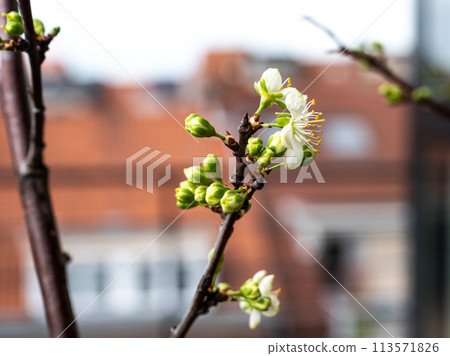 Blooming blossom of a plum tree - Prunus salicina , Belgium 113571826