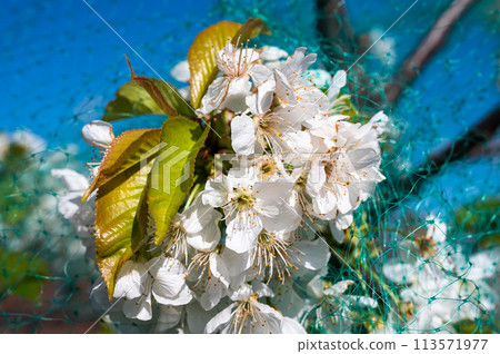 Blooming Prunus avium or red sweet cherries on a branch, Brussels, Belgium 113571977