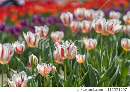 鬱金香快樂的一代 鬱金香快樂的一代 113571997