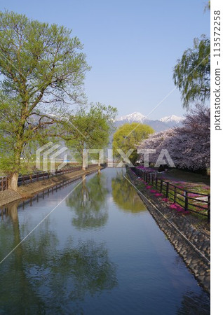 Shinshu Azumino Field Northern Alps and Kagoshima (Scenery) Scenery with spring cherry Azumino popular shooting point 113572258