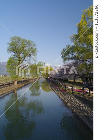 Shinshu Azumino Field Northern Alps and Kagoshima (Scenery) Scenery with spring cherry Azumino popular shooting point 113572266