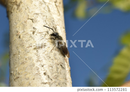 The insect Lasioglossum pallens sits on a tree trunk. 113572281