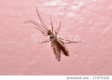 Insect Ophion yellow, or ichneumon is a yellow species of ichneumon. Insect Ophion yellow, or ichneumon is a yellow species of ichneumon. 113572282