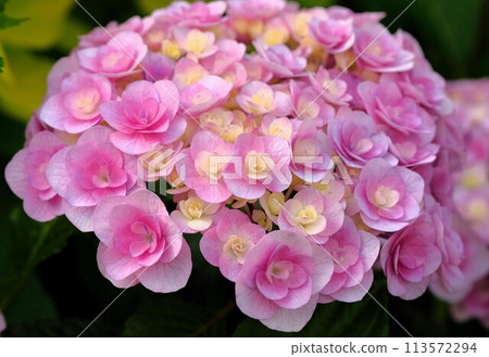 Hydrangea of pink color 113572294