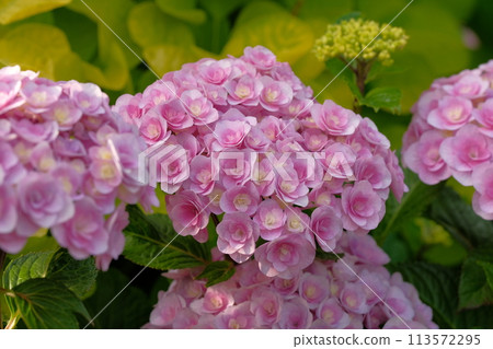 Hydrangea of pink color 113572295