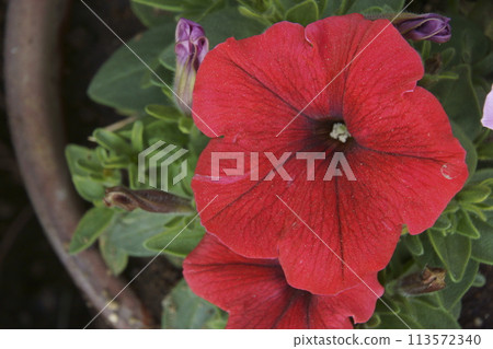 Petunia 113572340