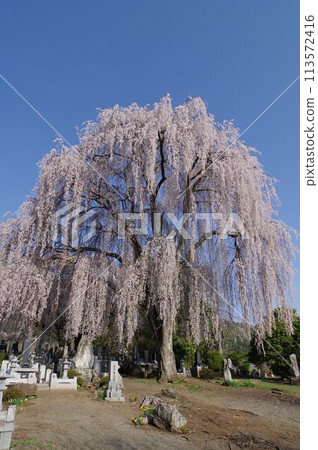 信州縣安曇野市太台地區的大型垂枝櫻花。 信州縣安曇野市太台地區的大型垂枝櫻花。 113572416