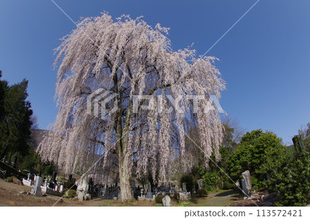 信州縣安曇野市太台地區的大型垂枝櫻花。 113572421