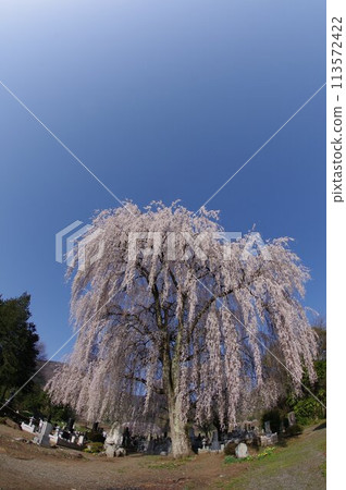 Shinshu, Azumino, Tatai district, large weeping cherry tree, famous cherry blossom spot in Azumino Shinshu, Azumino, Tatai district, large weeping cherry tree, famous cherry blossom spot in Azumino 113572422